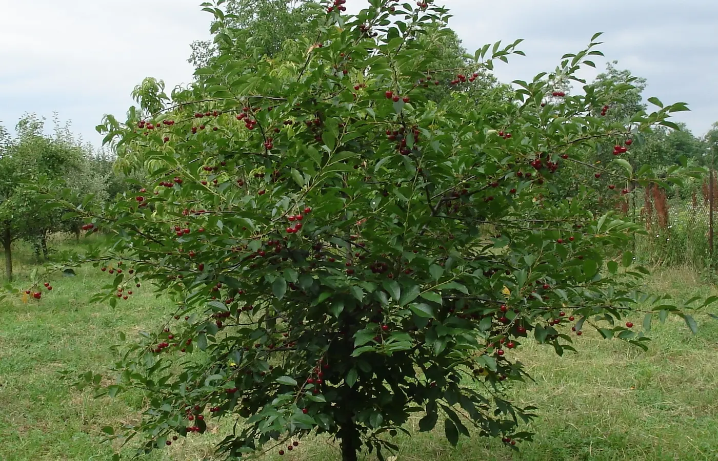 Olgun meyveli vişne ağacı, Prunus cerasus