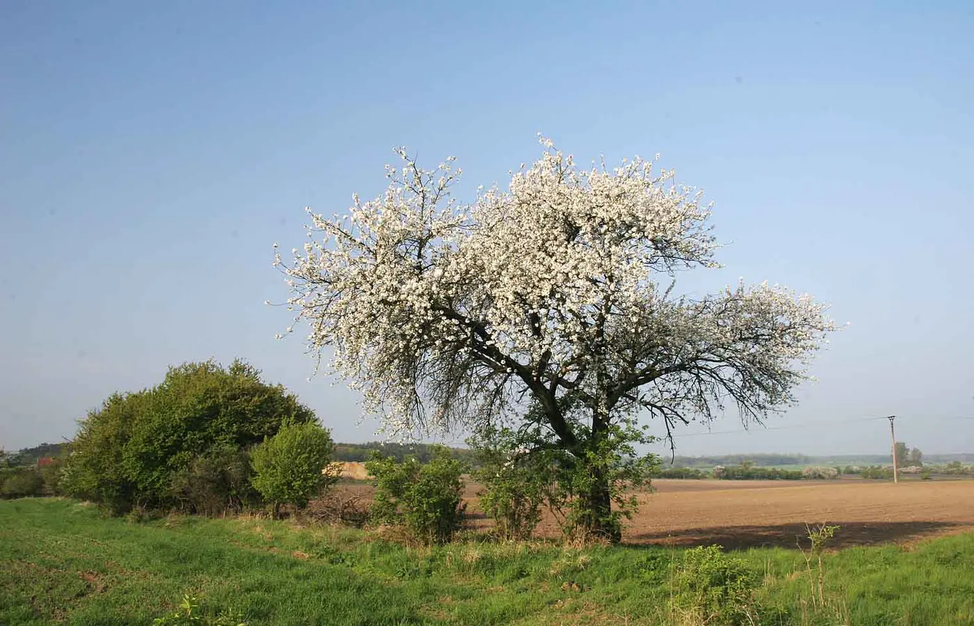 Çiçeklenme dönemindeki vişne ağacı, Prunus cerasus